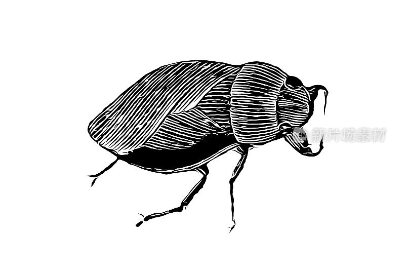 水虫（Ilyocoris cimicoides）